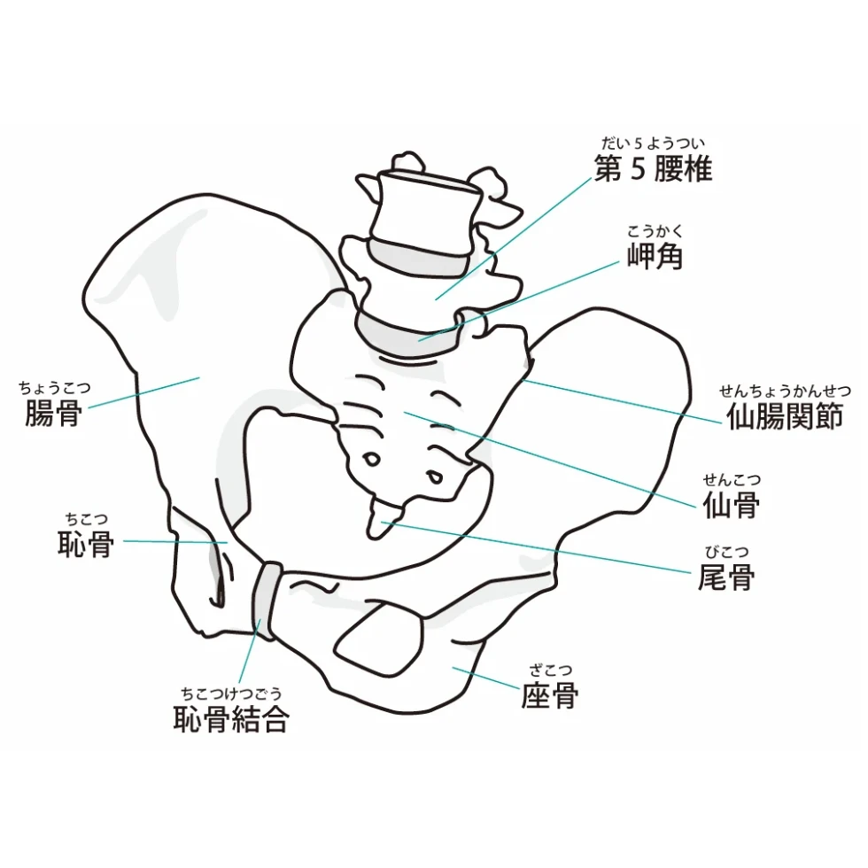 骨盤の解剖図