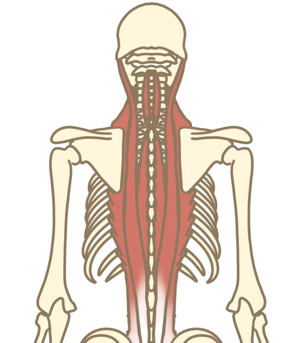 背骨と筋肉の画像